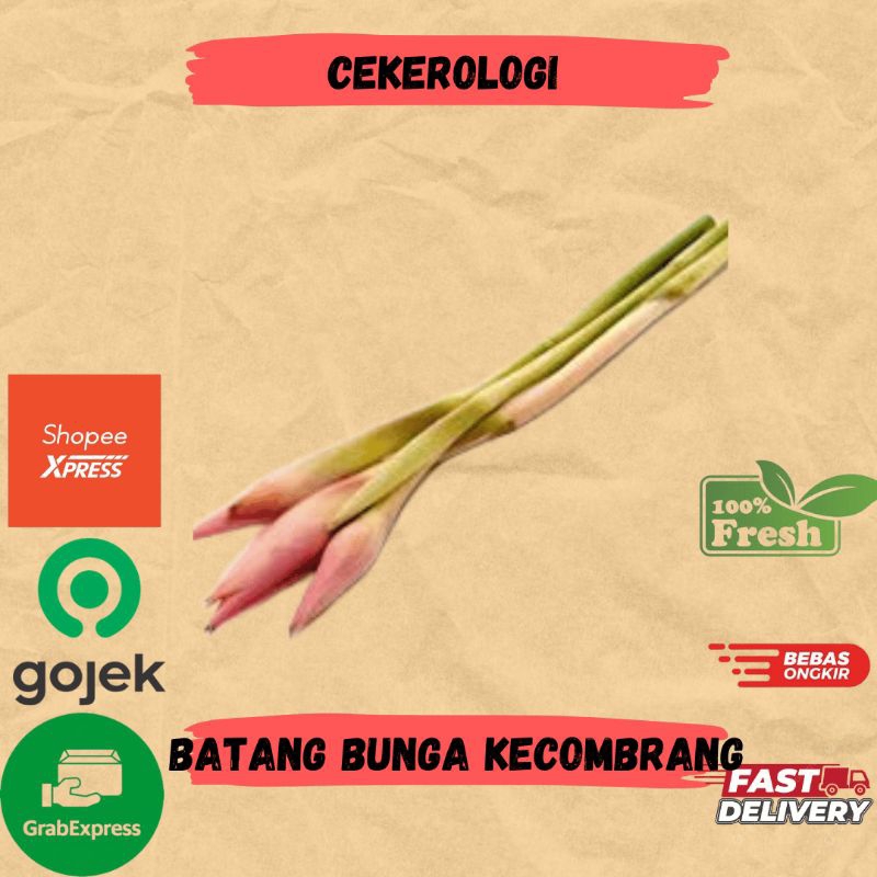 

Batang Bunga Kecombrang 250gr / Batang Bunga Kecombrang Fresh Berkualitas / JABODETABEK / Batang Bunga Kecombrang / Sayuran / Sayur