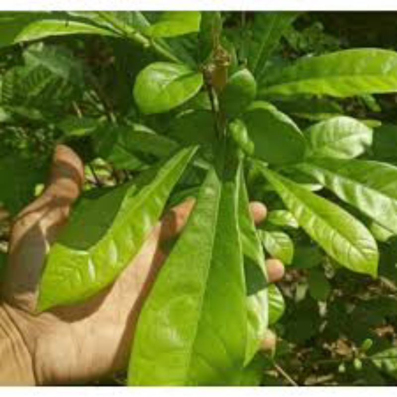 

daun Maja segar untuk diabetes