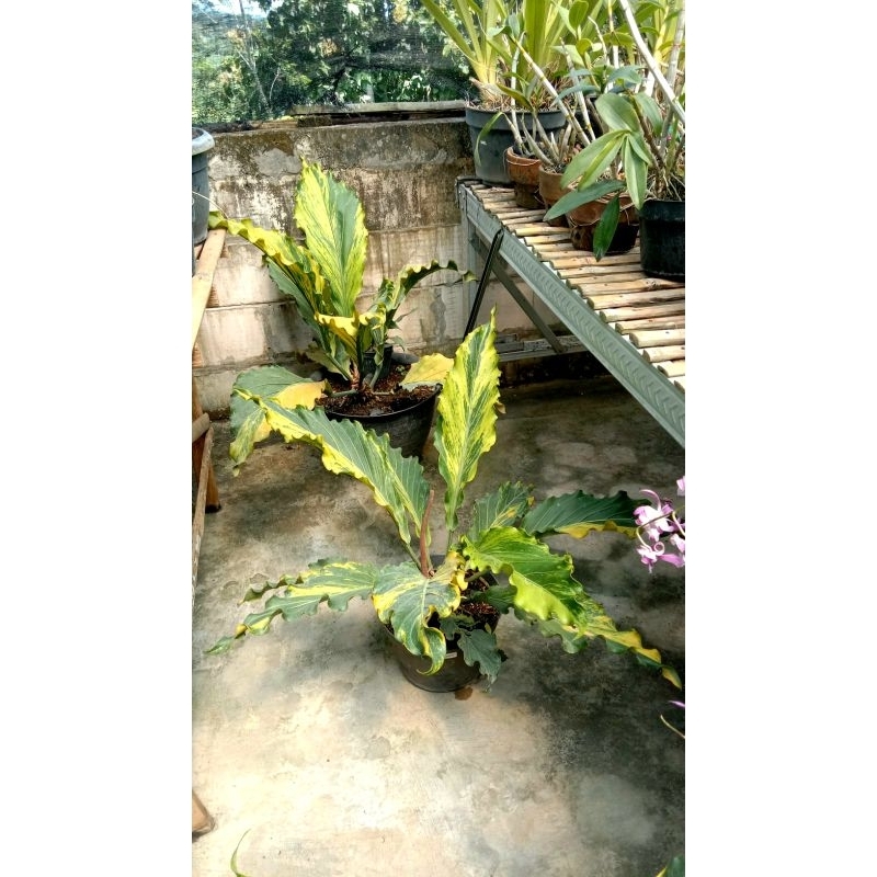 gelombang cinta varigata kuning jumbo