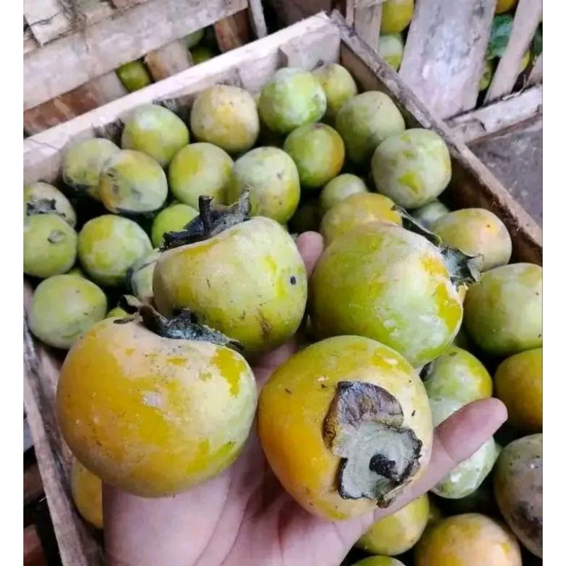 

buah kesemek