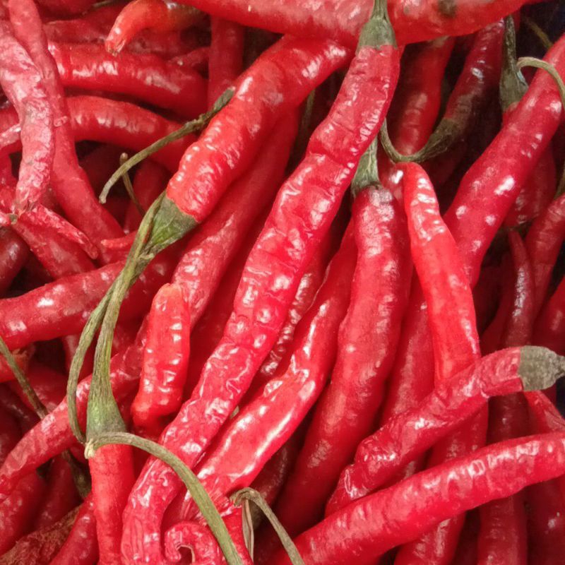 

Cabe Kriting Merah Segar 100gr