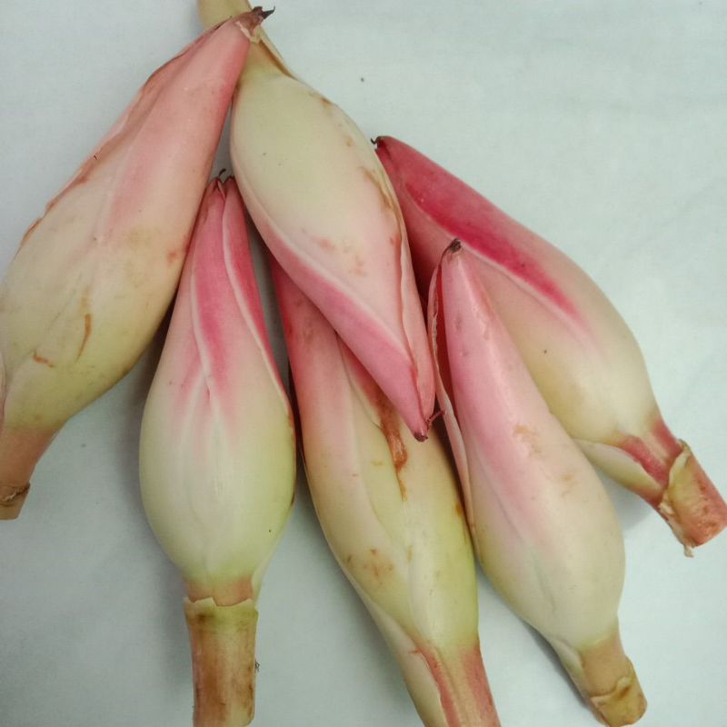 

Bunga Rias Kincung Honje Kecombrang 500gr