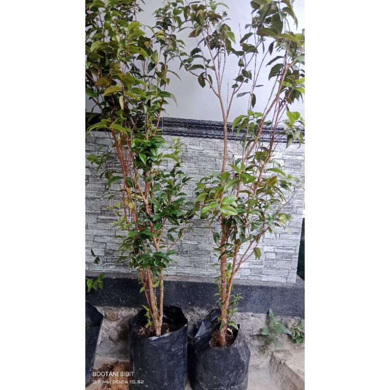 Pohon Anggur Escarlett besar