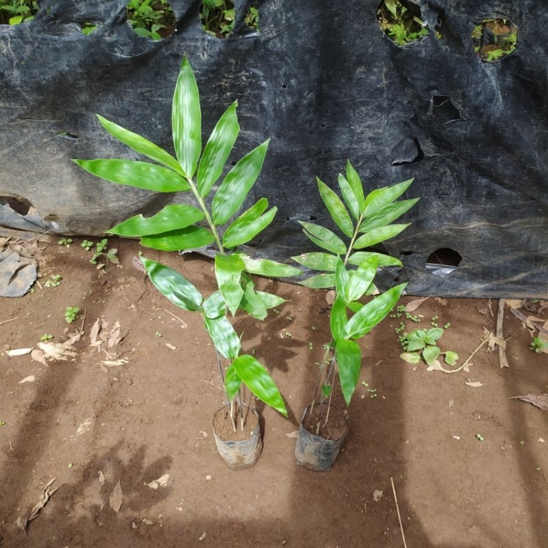 Bibit Tanaman Bambu Petung