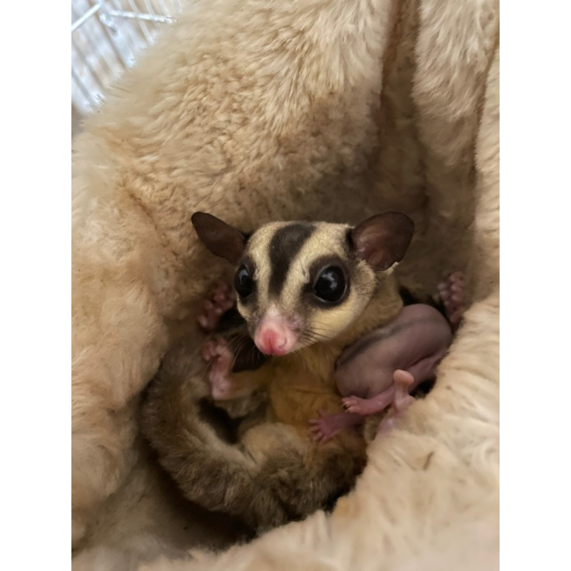 Open Adopt Sugar glider classic grey betina