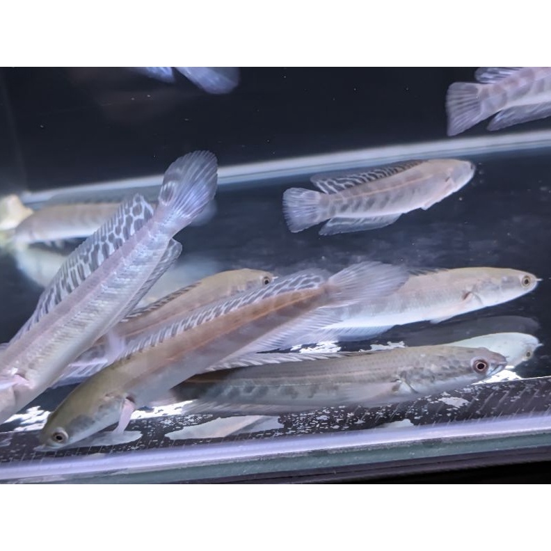 KODE A33D Chana channa cana maru YS Yellow Sentarum Batik