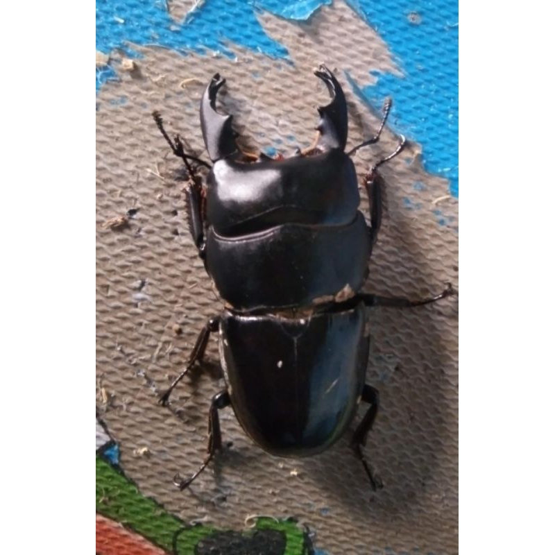 Kumbang capit Dorcus alcides