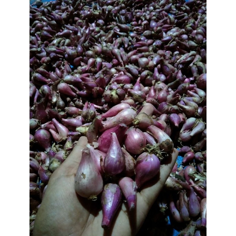 

Bawang Merah