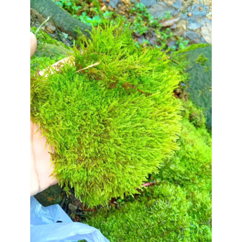 moss java darat untuk tanaman palludarium