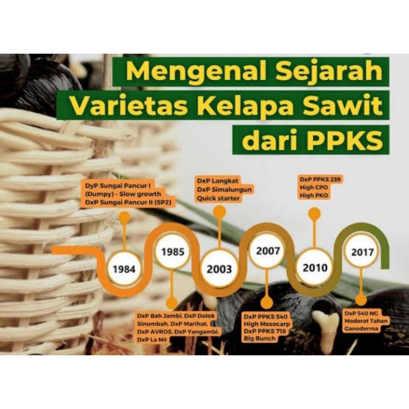 Bibit sawit unggul ppks 239 isi 250 butir