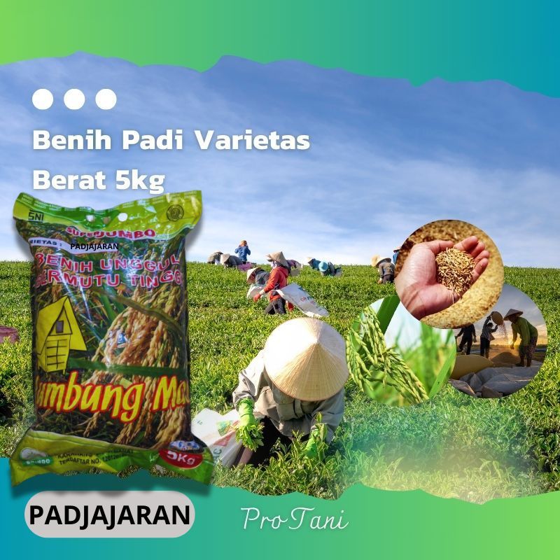 Benih Bibit Unggul Padi Padjajaran Pajajaran Padjadjaran Original