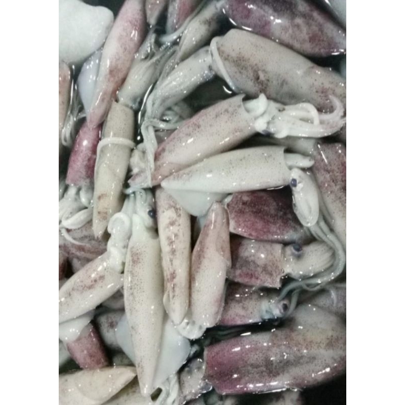 

Cumi Cumi Fresh