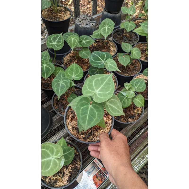 anthurium clarinervium / kuping gajah