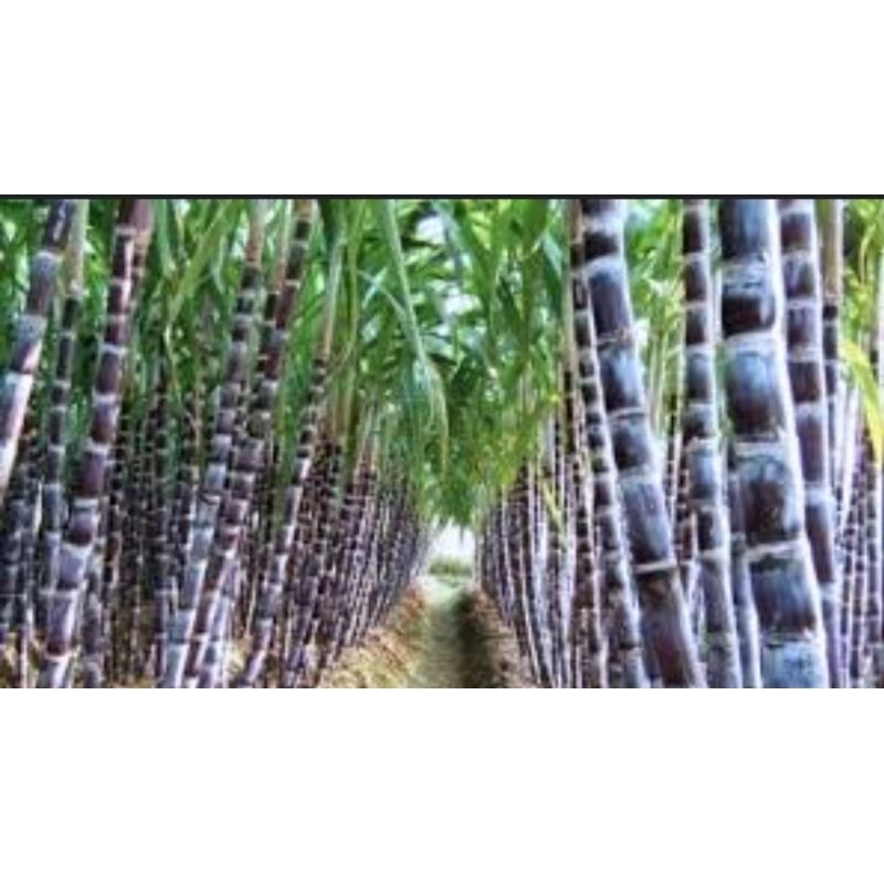 

TEBU MANIS Segar Bahan Baku Gula Manis