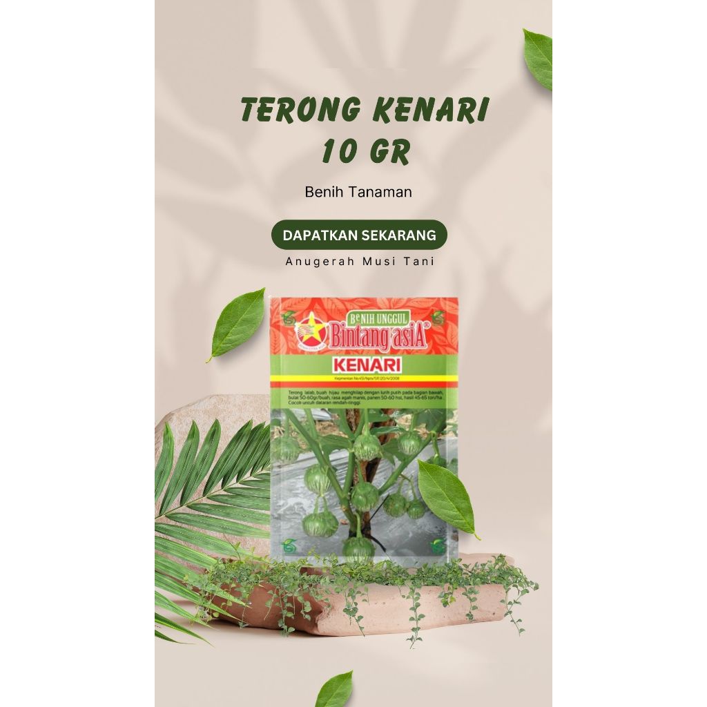 Terong Lalap Kenari (10 Gr)
