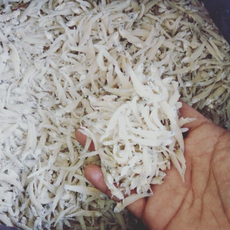 

Teri NasiTeri MedanTeri Putih GRADE A Termurah