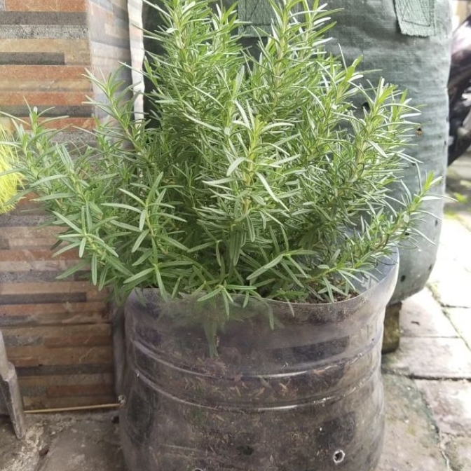 mainan rosemary Q1 mod slde