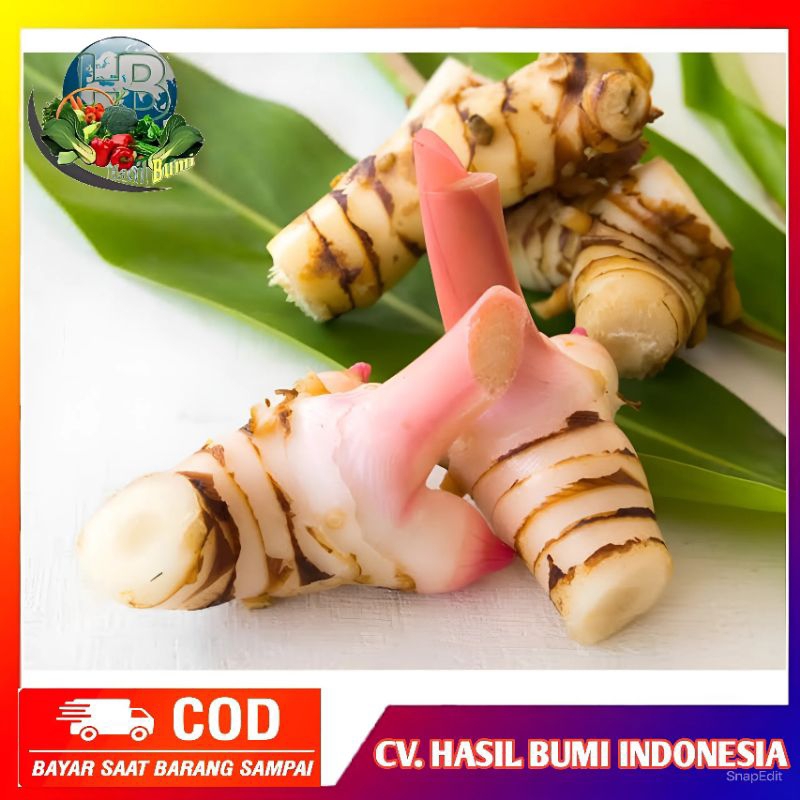 

Lengkuas segar organik 1kg laos bumbu masak
