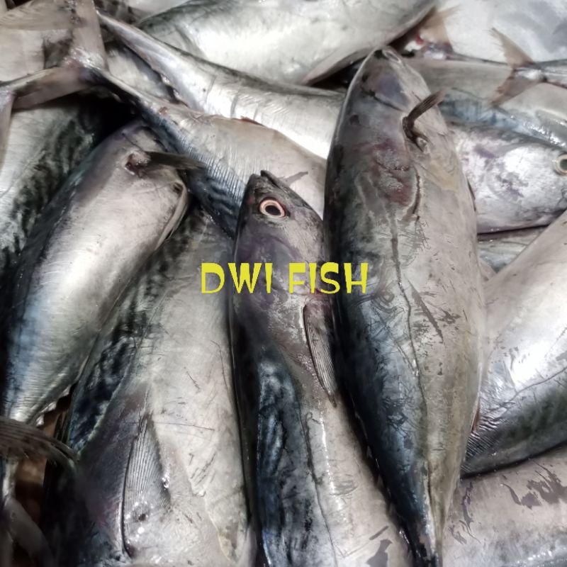 

Ikan tongkol 1kg segar