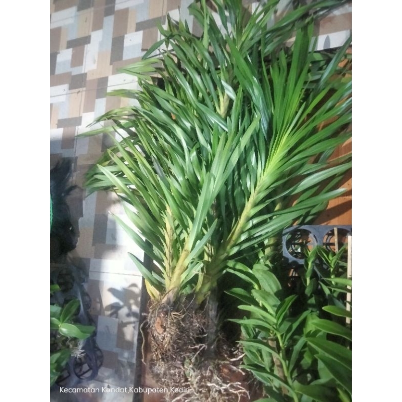 Anggrek tebu plant jumbo