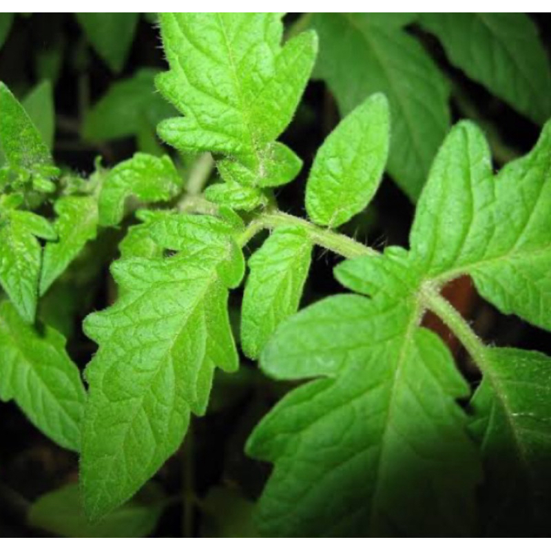 

Daun tomat segar petik langsung 300 gram pilihan