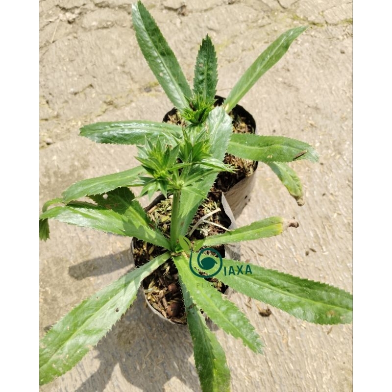 Tanaman Walang Sangit Bibit Herbal Bumbu Walangan Walangi