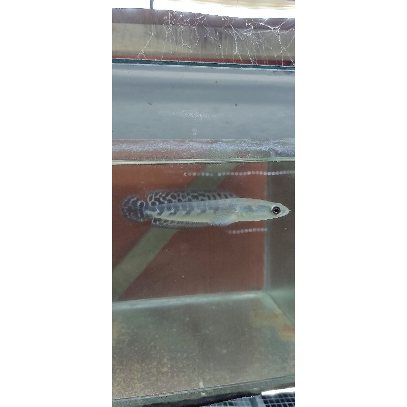 Ys 10-13 cabung pesanan, ombyok