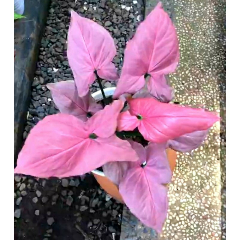 Syngonium Pink Perfection