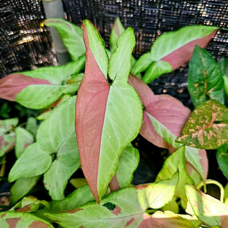 Syngonium Pink Salmon