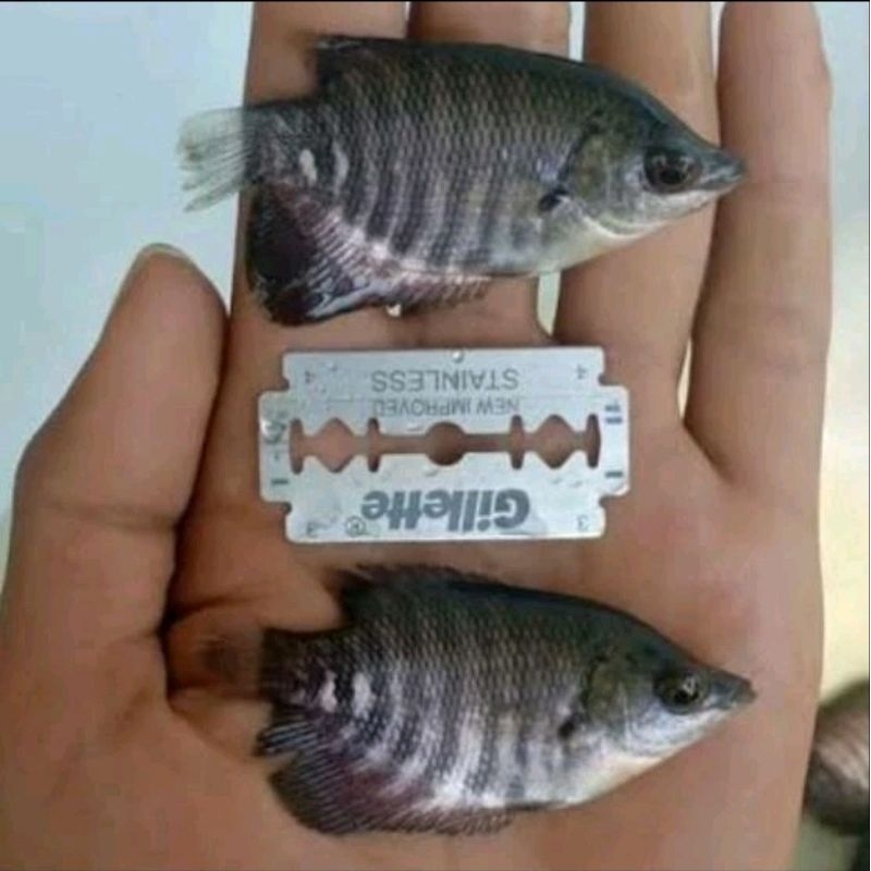 GURAME SOANG UKURAN SILET PAKET 5 EKOR