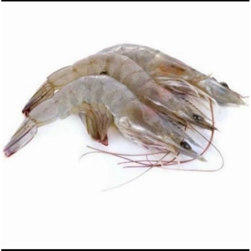 

Udang Fresh
