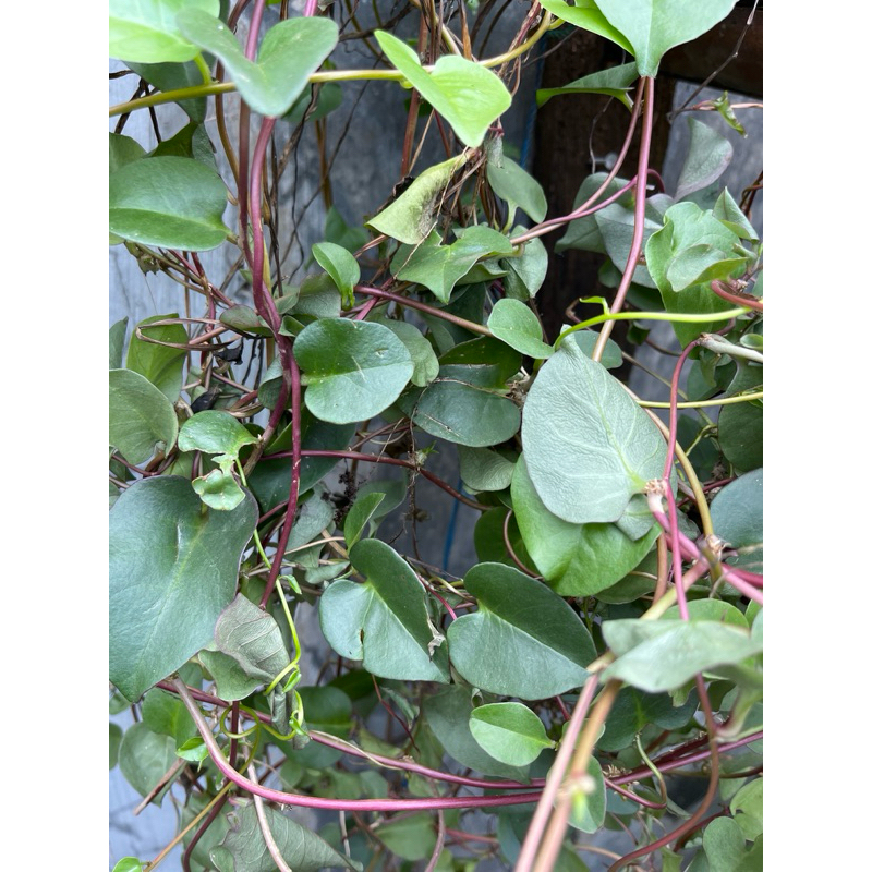 

Daun Binahong Hijau Segar