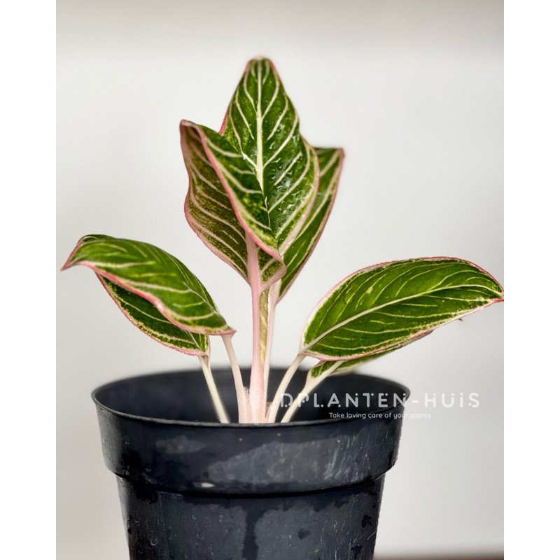 Aglaonema Minion (Tanaman Hias Aglonema Minion - Aglonema Koleksi)