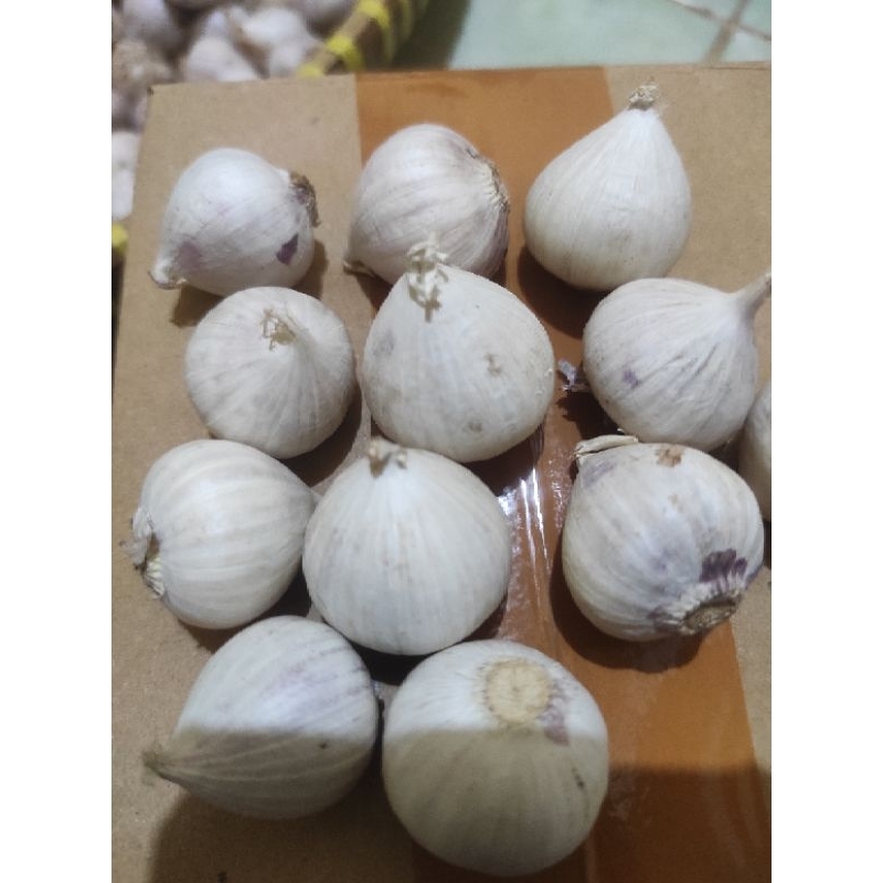 

Bawang tunggal palembang Bawang putih tunggal kulit putih sortiran Premium