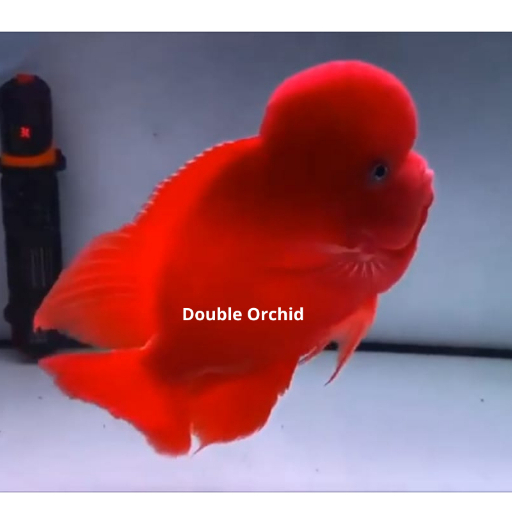 Burayak Louhan Super Red Monkey Import Thailand NON COD Ukuran 4-5cm