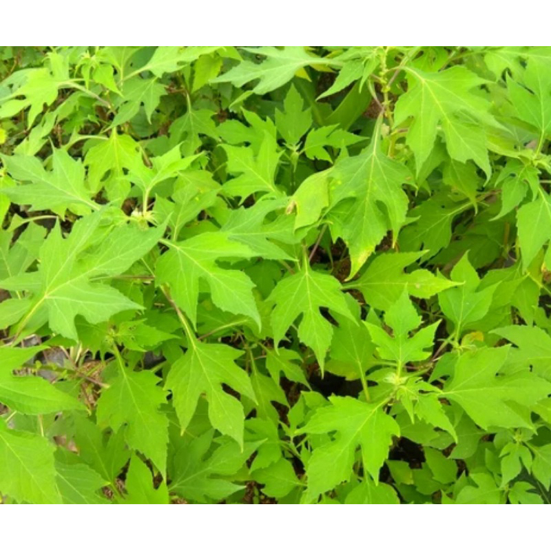

Daun insulin segar daun kipahit segar organik 1 kg-az