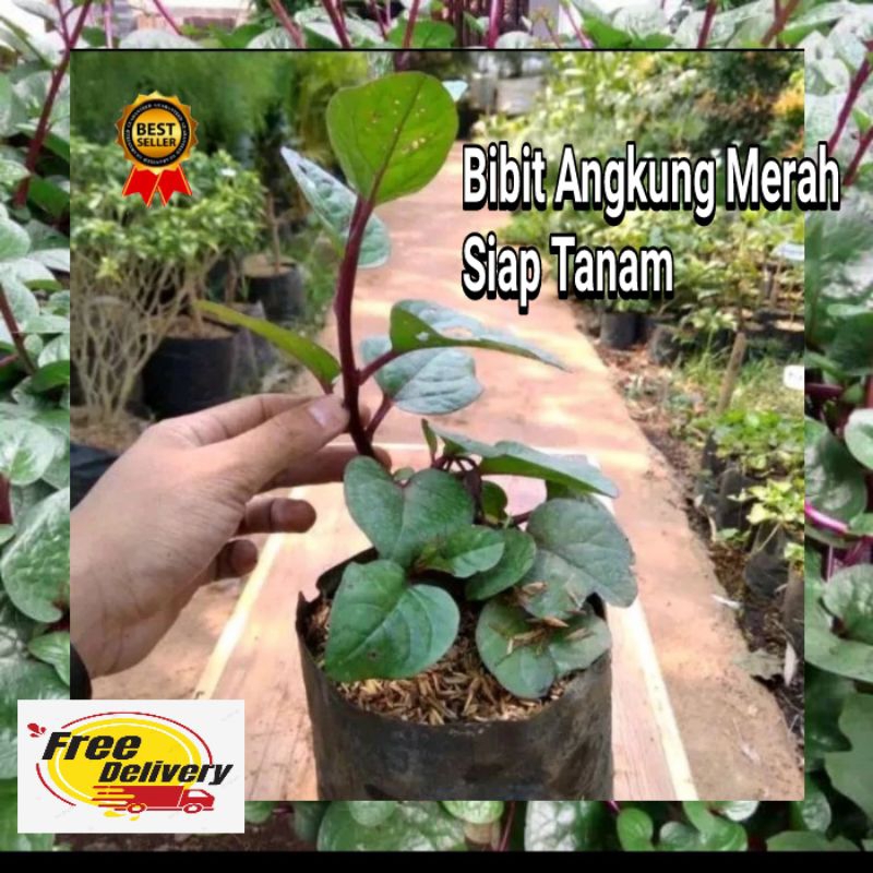 TERMURAH - Bibit Angkung Merah Siap Tanam / Angkung Obat Stroke Berat