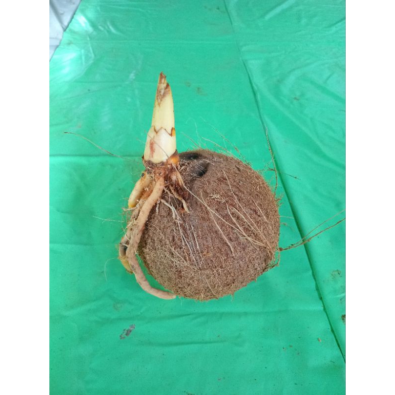 

Kentos Kelapa Cangkangan