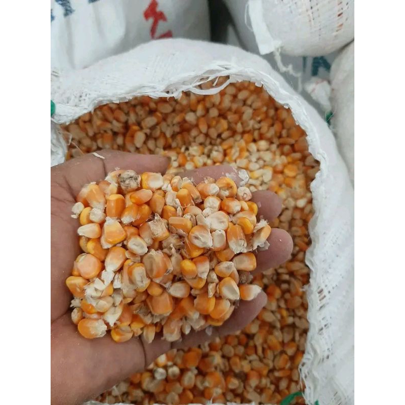 jagung kering pipil pakan ternak (ayam/burung) kemasan 500gr atau setengah kilo