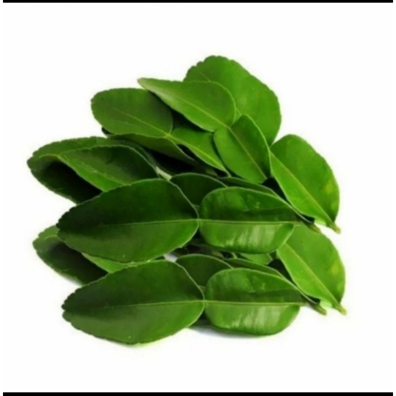 

Daun Jeruk Purut Fresh