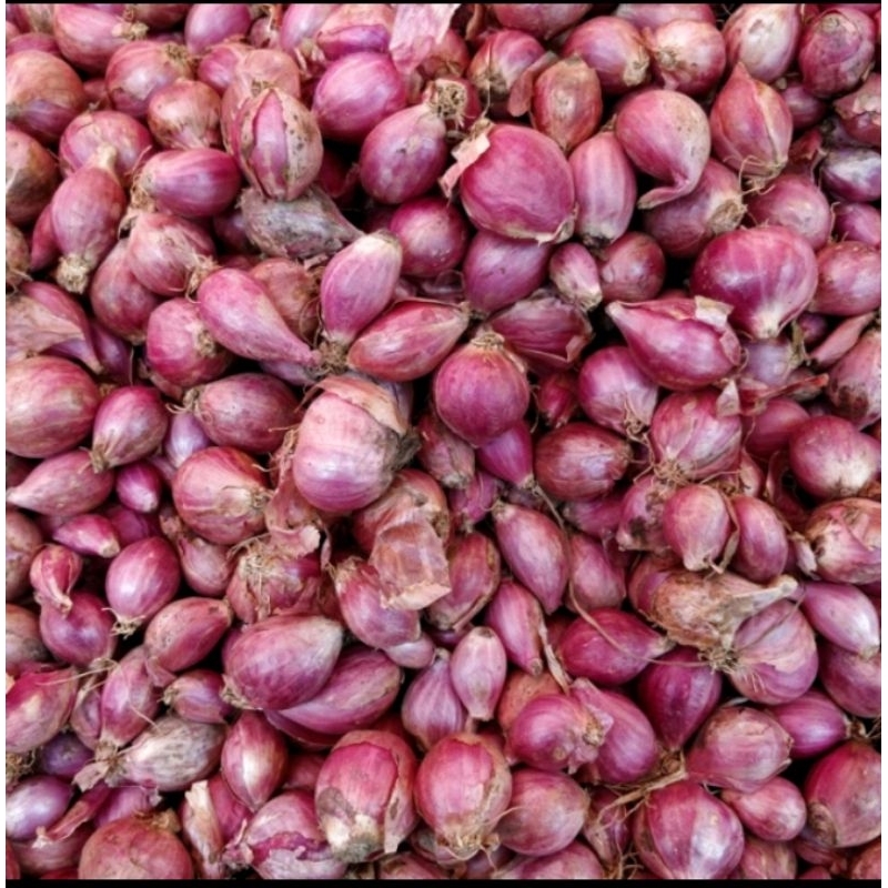 

bawang merah brebes