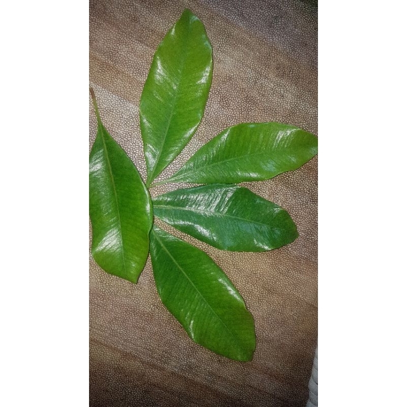 

DAUN CENGKEH SEGAR 500GRAM ( TERMURAH)