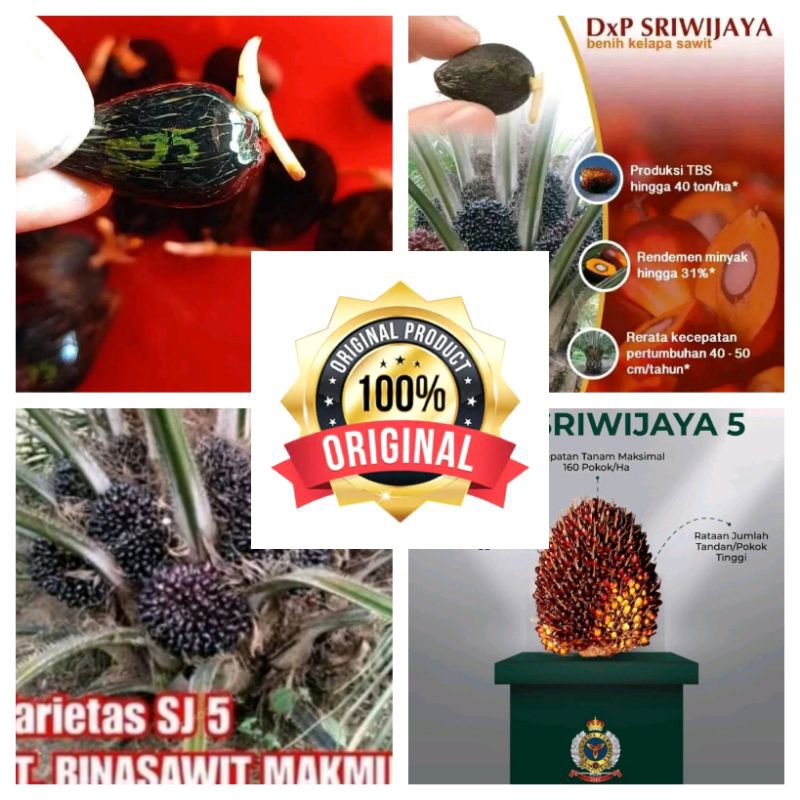 Bibit sawit Dxp Sriwijaya 5