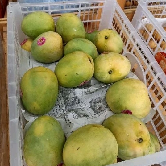 

Mangga Gincu Super