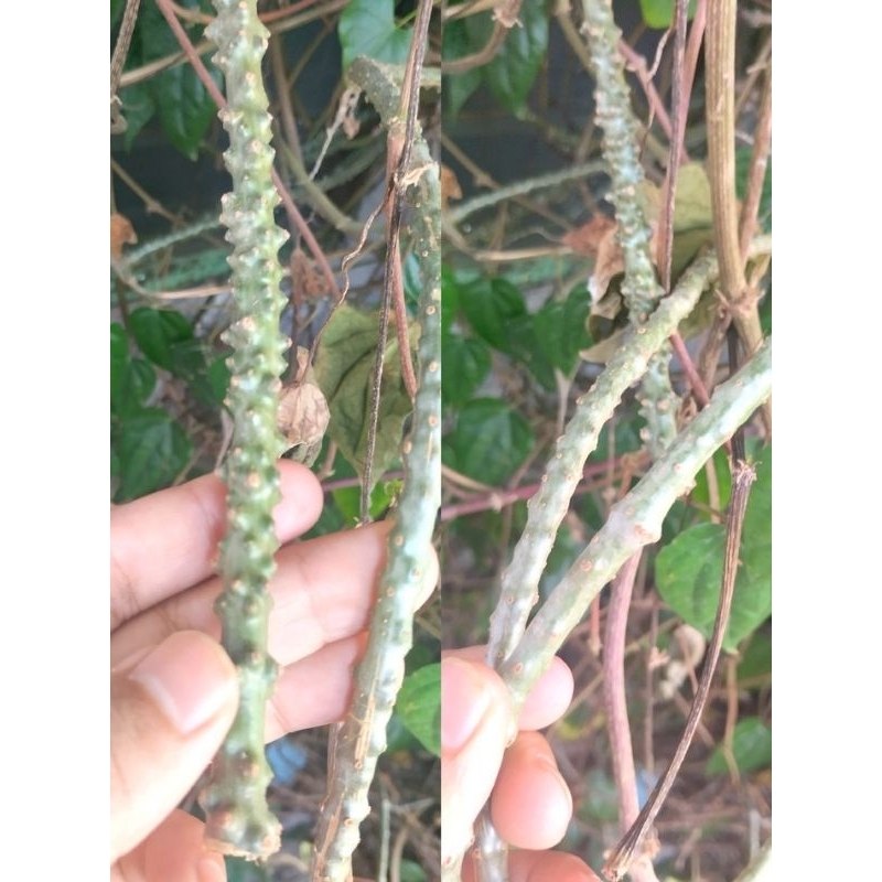 

Batrawali/Brotowali Segar Pahit Berkhasiat (Tinospora Cordifolia)