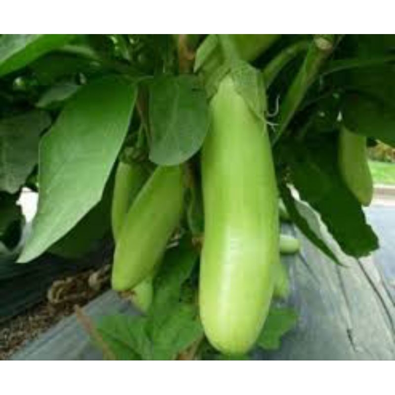 450 ++ Benih Terong hijau Lokal