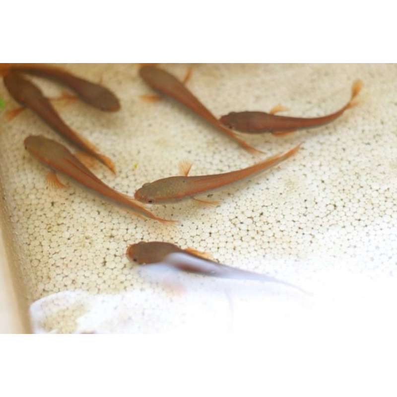 red barito baby 3-6cm