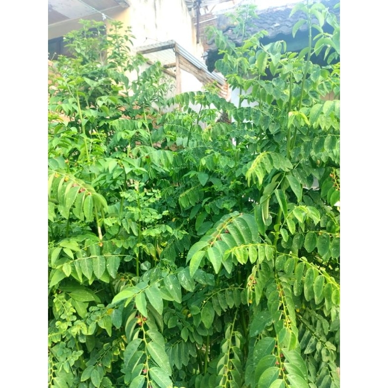 

DAUN KATUK SEGAR / SAYUR