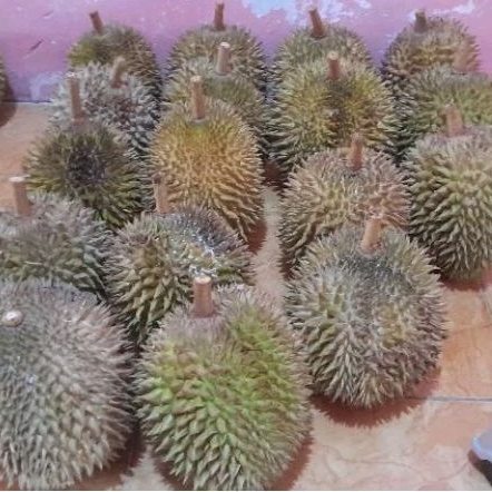 

Paket Hemat 100 ribu Dapat 3 Biji