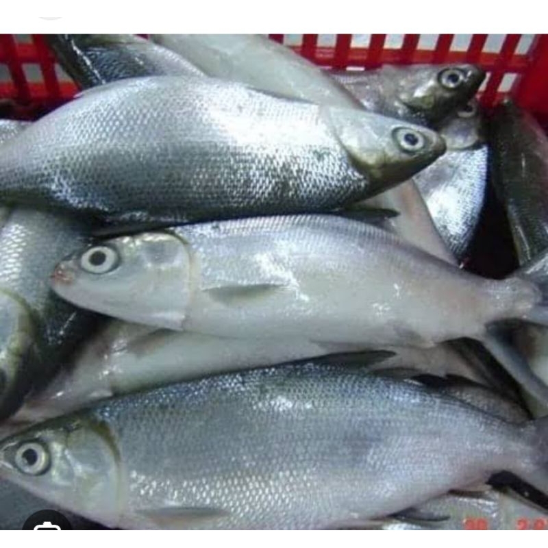 

ikan bandeng besar segar